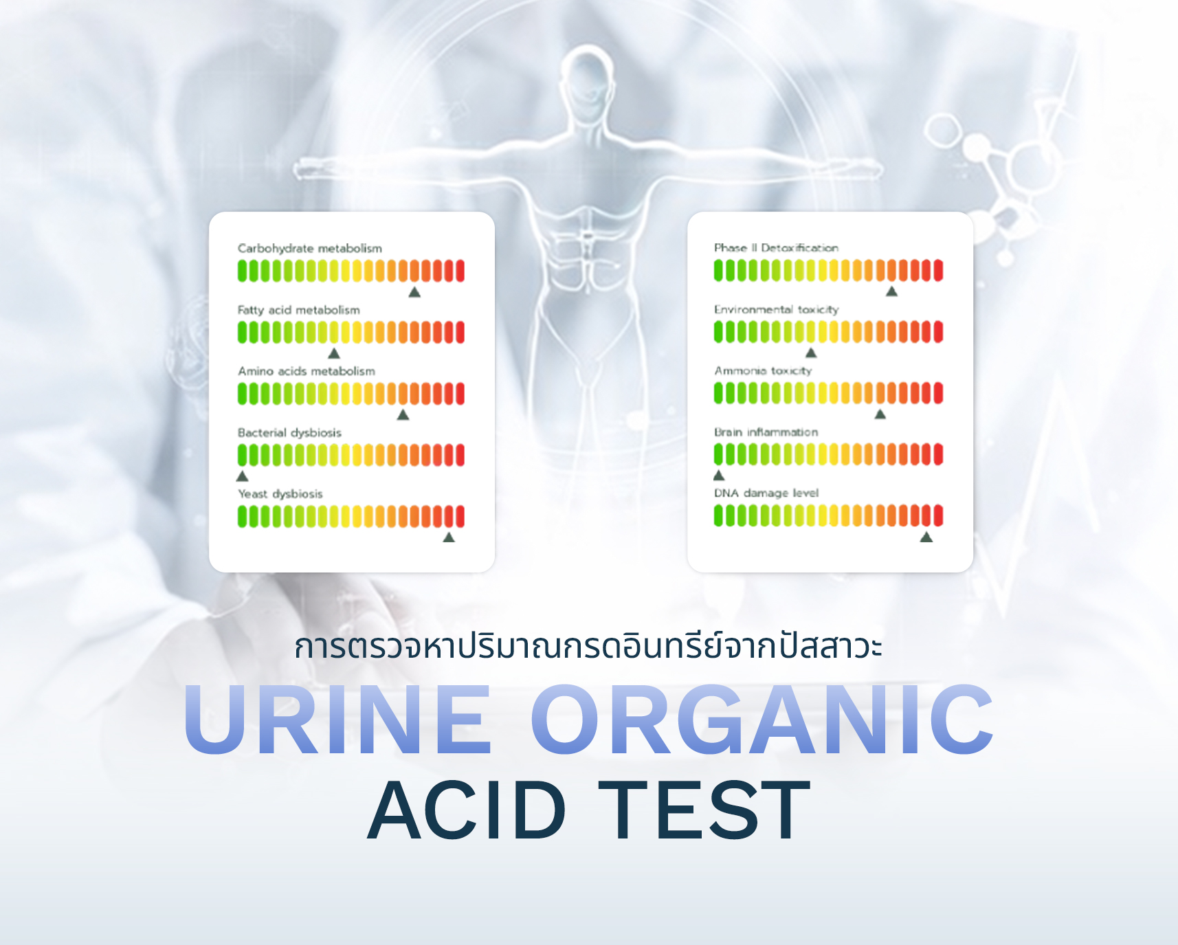 Urine Organic Acid Test ตรวจอะไรได้บ้าง ทำไมสำคัญต่อสุขภาพ